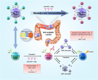 Frontiers | Neoadjuvant Immunotherapy for MSI-H/dMMR Locally